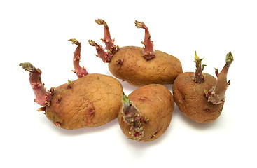 Image showing Four progrown tubers of a potato