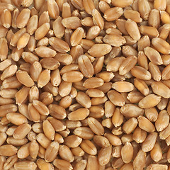 Image showing Wheat texture