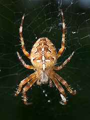 Image showing Spider in the web