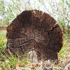 Image showing Cut of a trunk