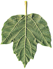 Image showing Leaf of arrowwood