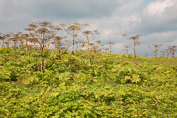 Image showing Heracleum