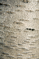 Image showing Birch bark