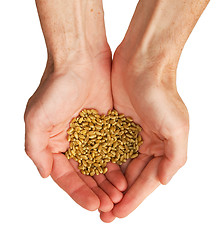 Image showing Wheat in the hands