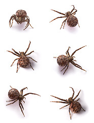 Image showing brown spiders