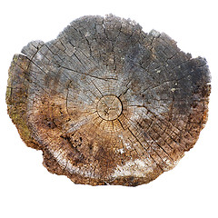Image showing Cut of a trunk