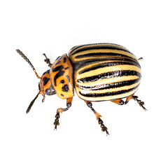 Image showing The Colorado beetle