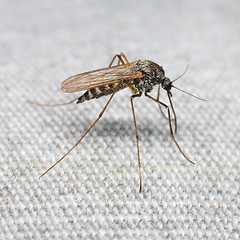 Image showing Mosquito