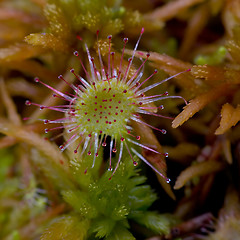 Image showing Sundew