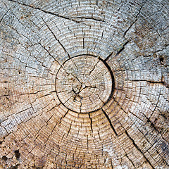 Image showing Cut of a trunk