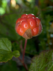 Image showing Cloudberries