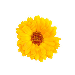 Image showing Calendula on a white background