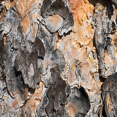 Image showing Surface of a pine bark