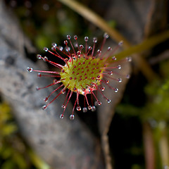 Image showing Sundew