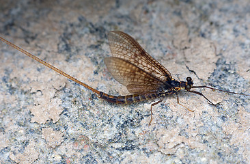 Image showing Day-fly