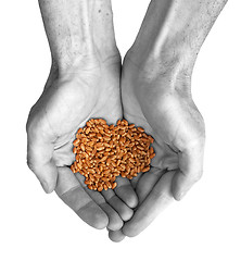 Image showing Hands and wheat
