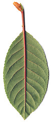 Image showing Green leaf of cherry