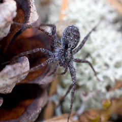 Image showing Spider