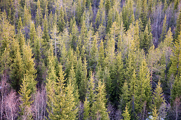 Image showing Young fir forest