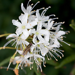 Image showing Labrador tea and fly