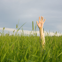 Image showing The hand stretched from a grass