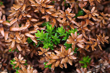 Image showing Leaves and runaways crowberry