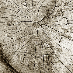 Image showing Cut of a trunk