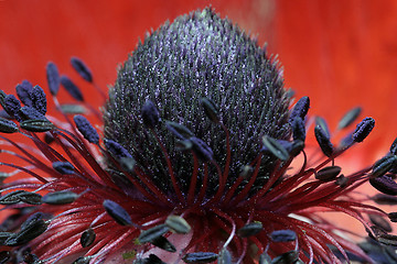 Image showing Poppy