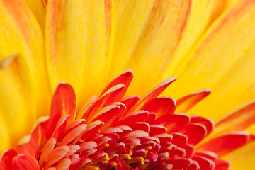 Image showing Extreme macro shot of a gerbera daisy