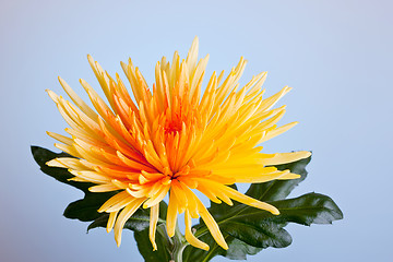 Image showing Macro shot of a chrysanthemum against a blue background