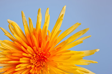 Image showing Extreme macro shot of a chrysanthemum against a blue background