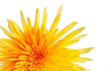 Image showing Extreme macro shot of a chrysanthemum against a white background