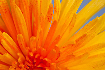 Image showing Extreme macro shot of a chrysanthemum against a blue background