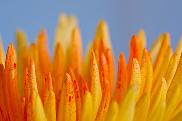 Image showing Extreme macro shot of a chrysanthemum against a blue background