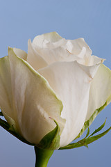 Image showing Macro shot of a white rose against a white background