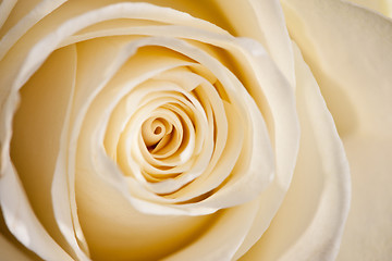 Image showing Extreme macro shot of a white rose