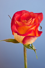 Image showing Macro shot of a yellow rose against a blue background