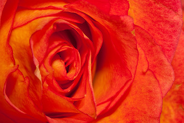 Image showing Extreme macro shot of an orange rose