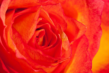 Image showing Extreme macro shot of an orange rose