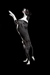 Image showing Beautiful mixed breed dog, standing over white background