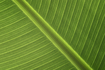 Image showing Banana Leaf