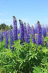 Image showing Lupine