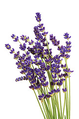 Image showing Lavender