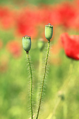 Image showing Poppy