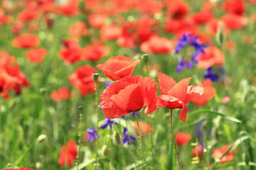 Image showing Poppy meadow