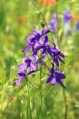 Image showing Larkspur