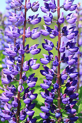 Image showing Lupine