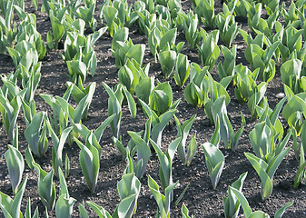Image showing Tulips in early spring