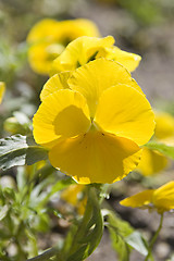 Image showing Yellow pansy