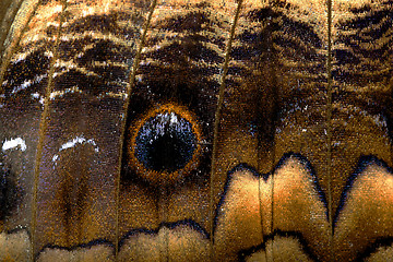 Image showing Butterfly Wing